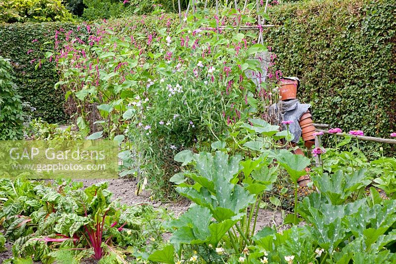 Scarecrow in the vegetable garden, cucumber, zucchini, chard, vetch, Cucumis sativus, Cucurbita pepo, Beta vulgaris, Lathyrus 