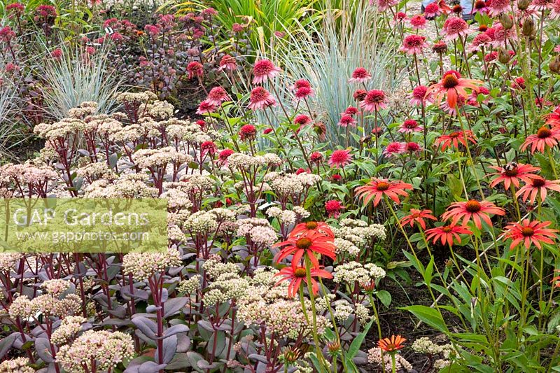 Sedum Matrona,Echinacea purpurea Tomato Soup,Echinacea purpurea Raspberry Truffle,Elymus magellanicus, 