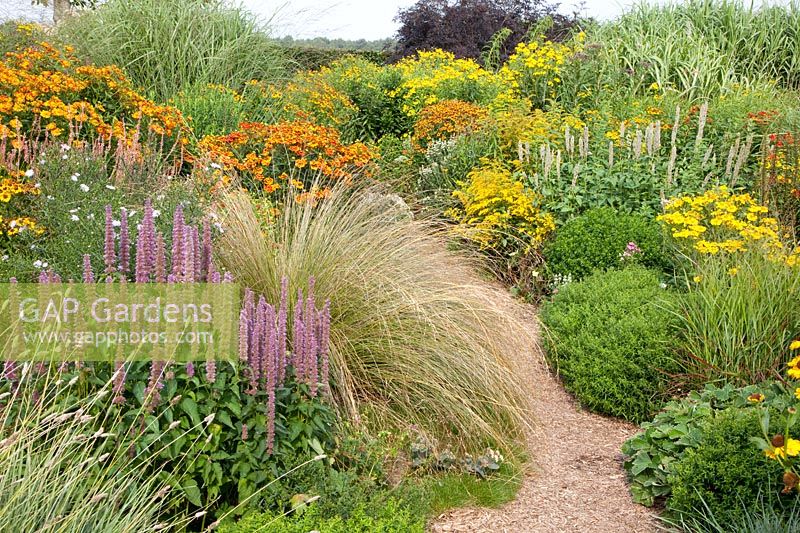 Helenium Ragamuffin,Helenium Oudgold,Chionochloa rubra,Agastache, 