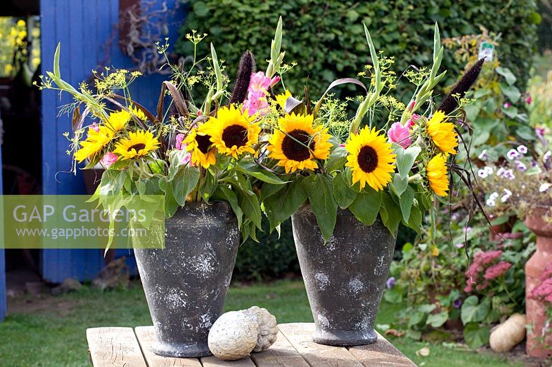 Bouquet, Helianthus annuus, Gladiolus, Foeniculum vulgare, Pennisetum glaucum Purple Majesty 