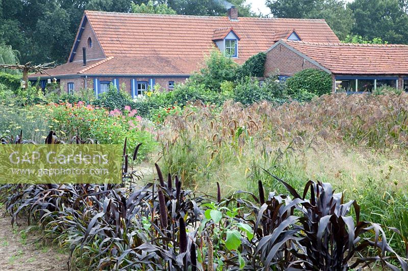 Garden with annuals and grasses, Setaria italica, Panicum miliaceum Violaceum, Pennisetum glaucum Purple Majesty 