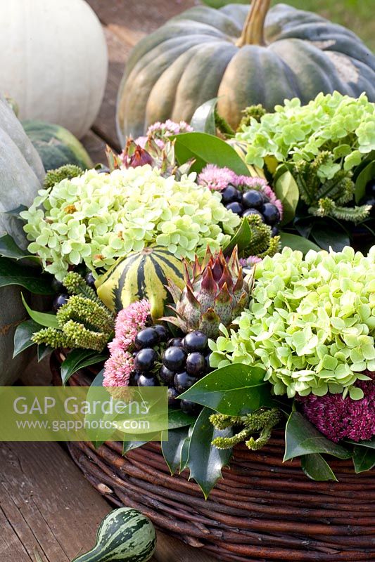 Arrangement, Cucurbita pepo, Sedum Herbstfreude, Hydrangea arborescens Annabelle, Ilex, Cynara cardunculus Rouge d'Alger, Solanum melanocerasum, Eleusine coracana Green Cat 