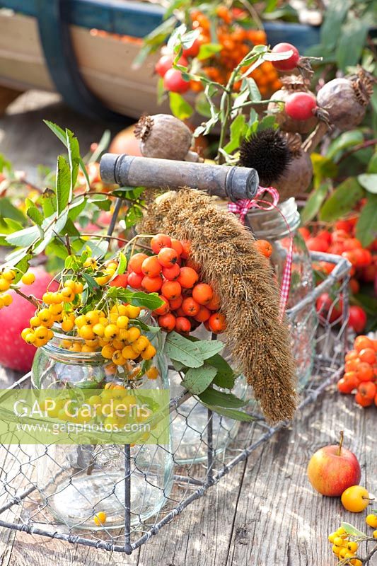 Seeds, bird millet and berries as bird food, Pyracantha Soleil d'Or, Sorbus; Malus; Setaria italica 