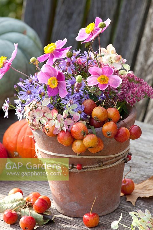 Arrangement with perennials and ornamental apples, Malus, Aster laevis Calliope, Anemone hupehensis Splendens, Sedum Herbstfreude 
