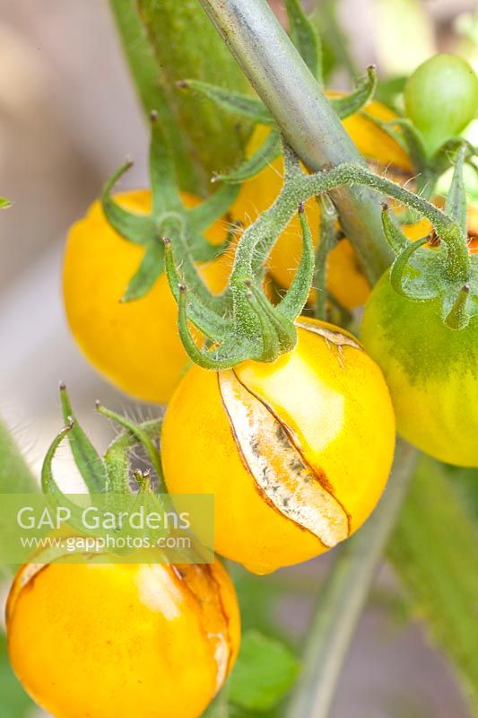 Rain-induced bursting and mold on ripe tomato, Solanum lycopersicum 