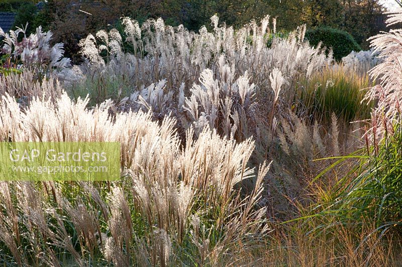 Chinese silver grass, Miscanthus sinensis 
