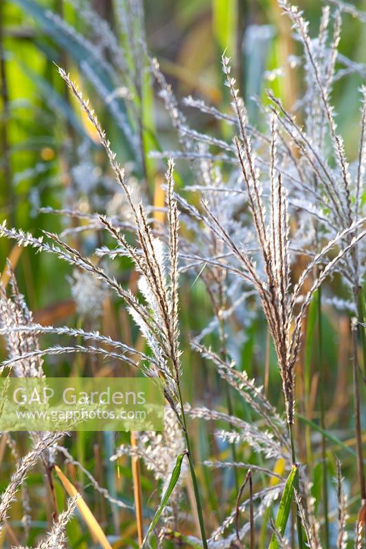 Chinese silver grass, Miscanthus sinensis Pagels 