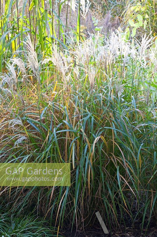 Chinese silver grass, Miscanthus sinensis Pagels 