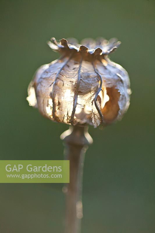 Poppy capsule in backlight, Papaver somniferum 