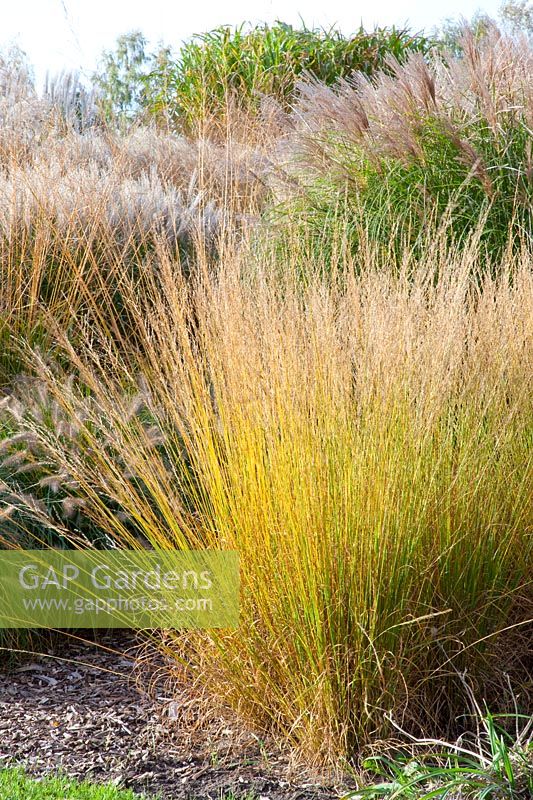Moorgrass, Molinia caerulea Heidebraut 