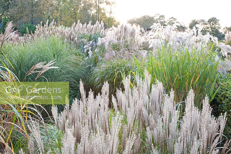 Chinese silver grass, Miscanthus sinensis Small silver spider 