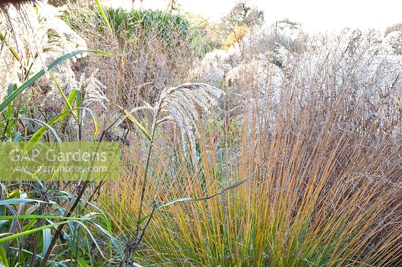 Grass bed, Molinia, Miscanthus sinensis 