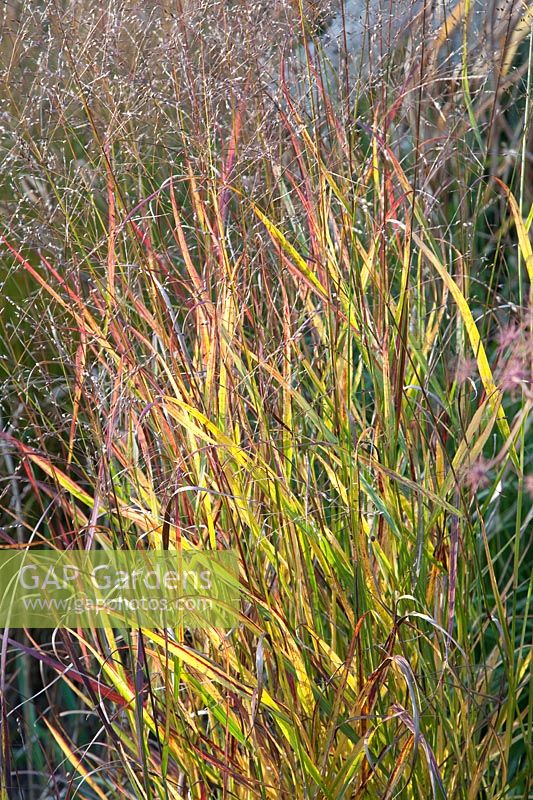 Portrait of switchgrass, Panicum virgatum Squaw 