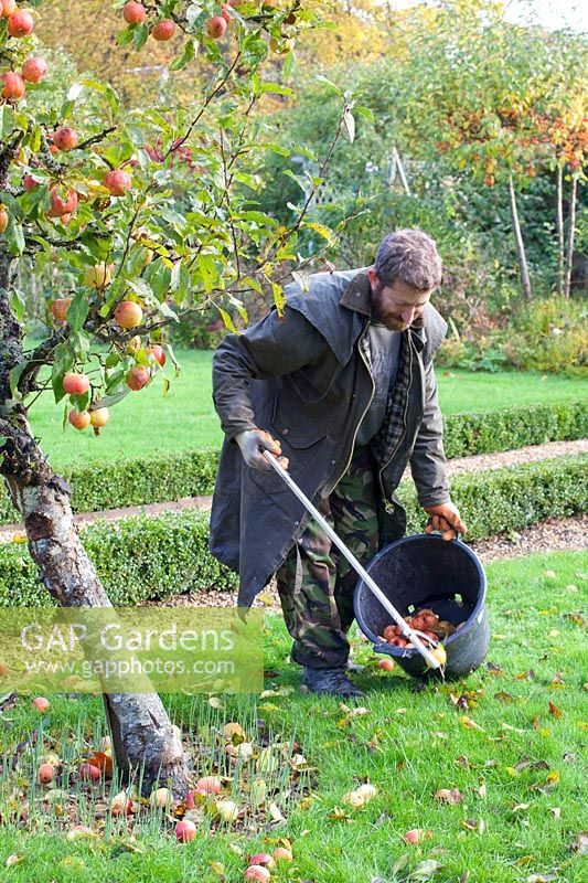Head Gardener Dominic Rendell picks up apples 