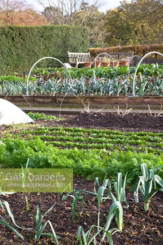 Vegetable garden in late autumn, leeks, carrots, spinach, pak choi, Allium porrum, Daucus carota, Spinacia oleracea Fiorana, Brassica rapa chinensis 