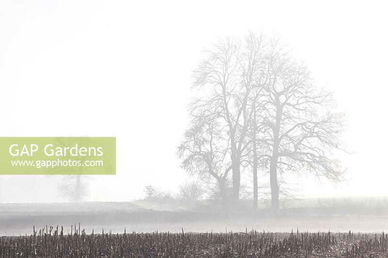 Trees and fields in the fog 