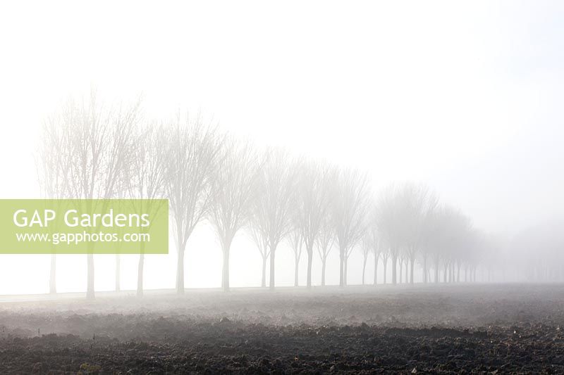 Trees and fields in the fog 