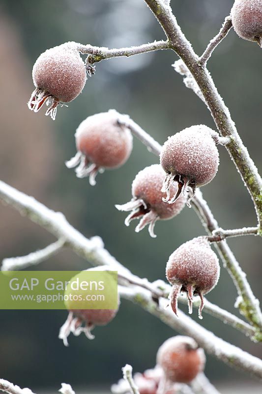 Medlar in frost, Mespilus germanica 