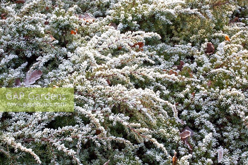 Cushion Yew in Frost, Taxus baccata repandens 