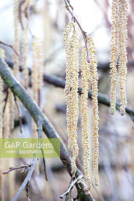 Male inflorescences of the weeping hazel, Corylus avellana Pendula 