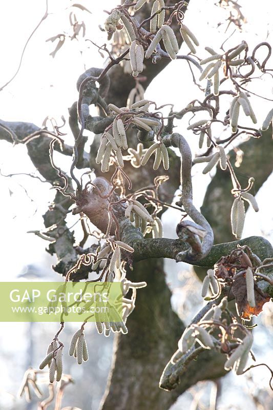 Male inflorescence of corkscrew hazel, Corylus avellana Tortuosa 