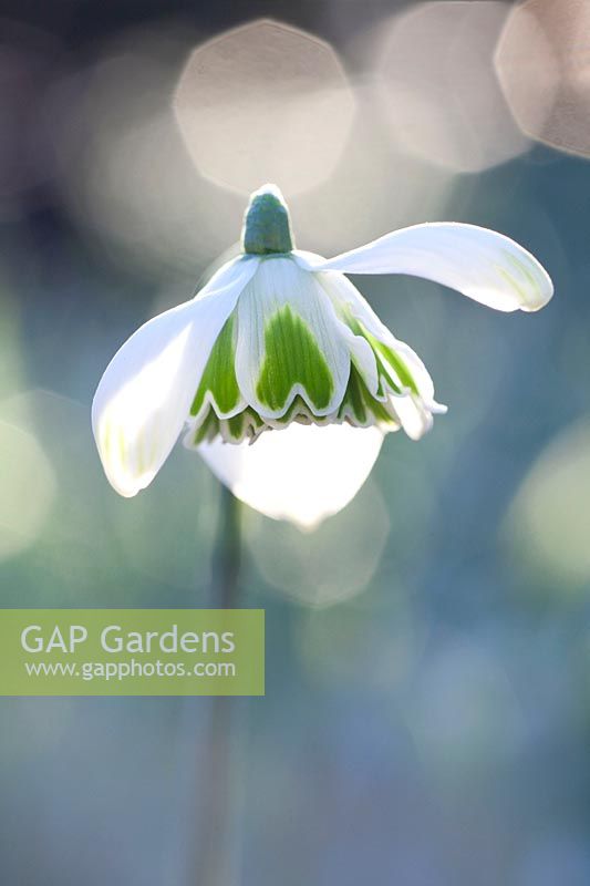 Snowdrop, Galanthus Rodmarton 