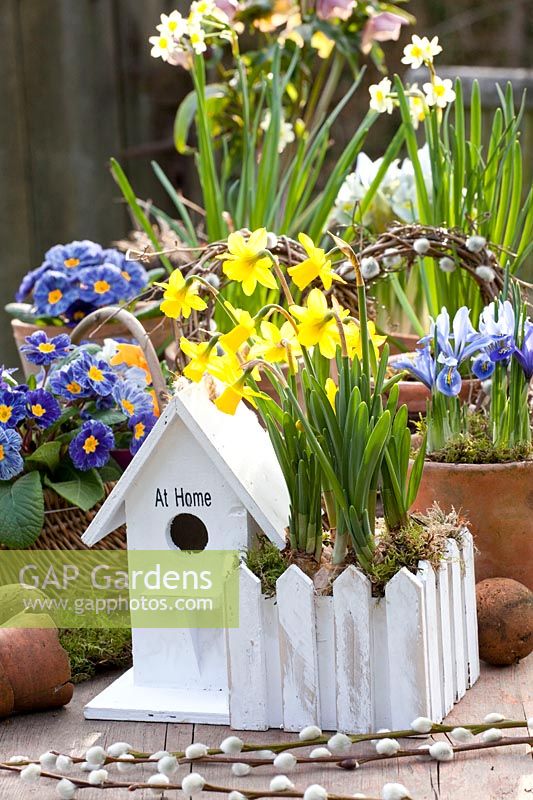 Still life with bulbous plants, Narcissus Tete a Tete, Narcissus Minnow, Iris reticulata Alida, Primula vulgaris Zebra Blue, Helleborus orientalis 