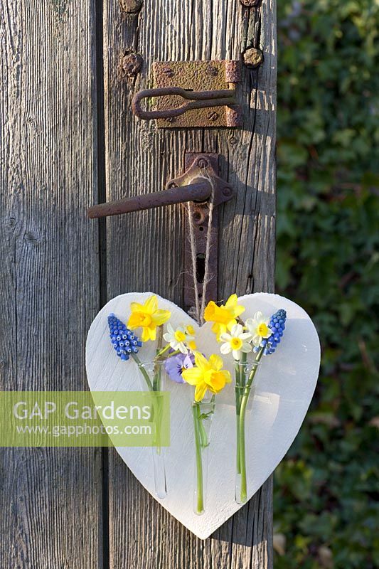 Heart with small vases and bulbous plants, Muscari armeniacum, Narcissus Tete a Tete, Narcissus Minnow, Viola cornuta 