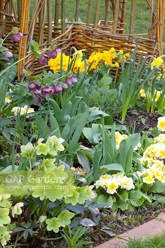 Helleborus nigercors Ice Breaker Prelude,Helleborus orientalis,Primula vulgaris 