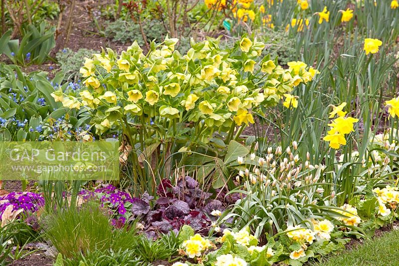 Bed with Tulipa turkestanica, Narcissus, Heuchera, Helleborus orientalis, Primula vulgaris, Scilla siberica, Narcissus 