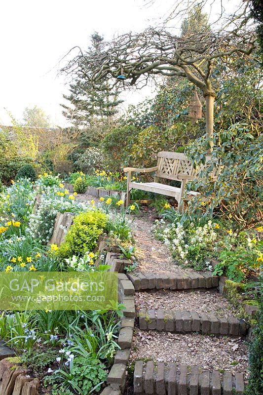 Hillside Garden, Narcissus Jetfire, Narcissus Jack Snipe, Euphorbia, Helleborus, Alyssum 