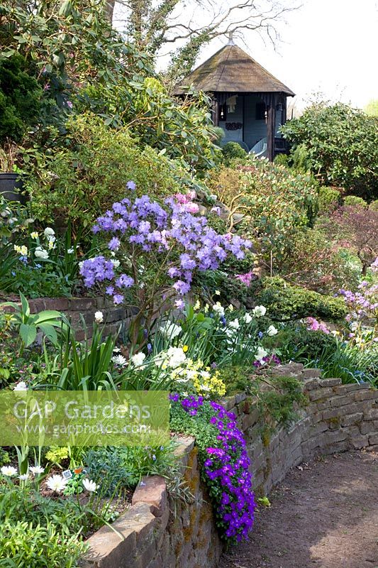 Garden with gazebo, Rhododendron Blue Diamond, Narcissus Pipit, Aubrieta Hamburg, Anemone blanda White Splendour 