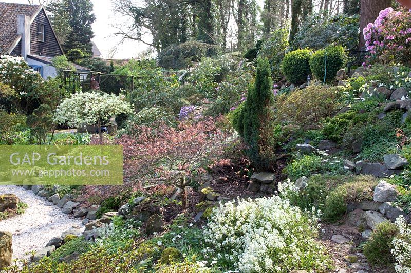 Rockcress, Arabis suendermanii, Acer palmatum 