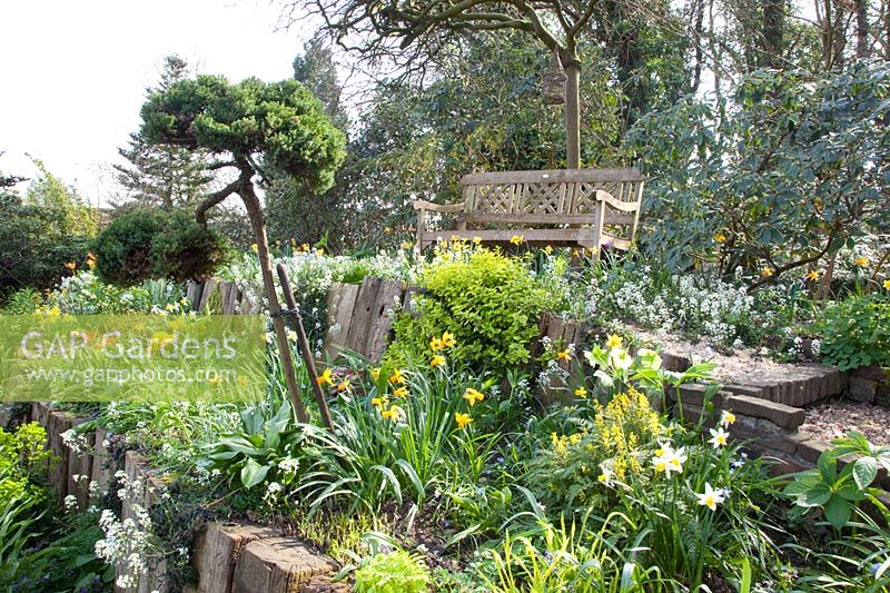 Hillside garden, Narcissus Jetfire, Narcissus Jack Snipe, Euphorbia, Helleborus, Arabis suendermanii 