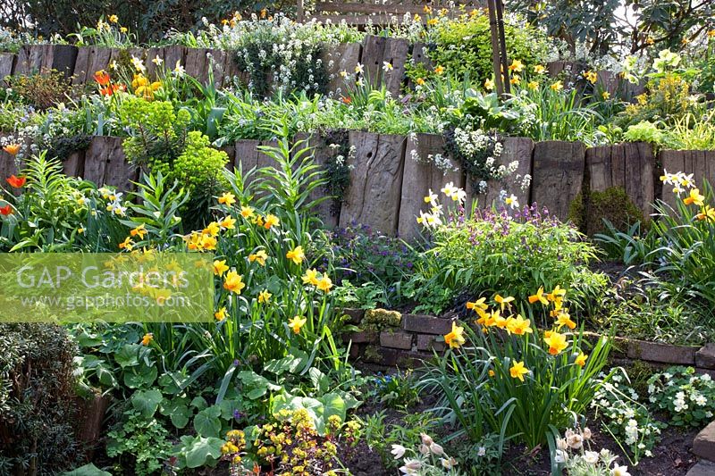 Narcissus Jetfire, Narcissus Jack Snipe, Euphorbia, Arabis suendermanii 