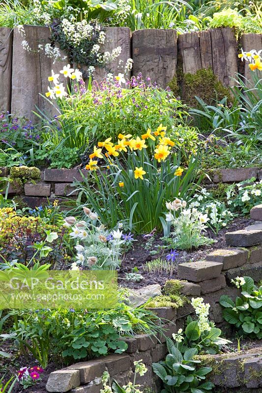 Arabis suendermanii, Narcissus Jack Snipe, Pulsatilla, Narcissus Jetfire, Primula 