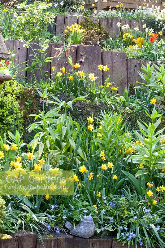 Narcissus Jetfire, Narcissus Jack Snipe,Arabis suendermanii,Chionodoxa forbesii,Fritillaria 