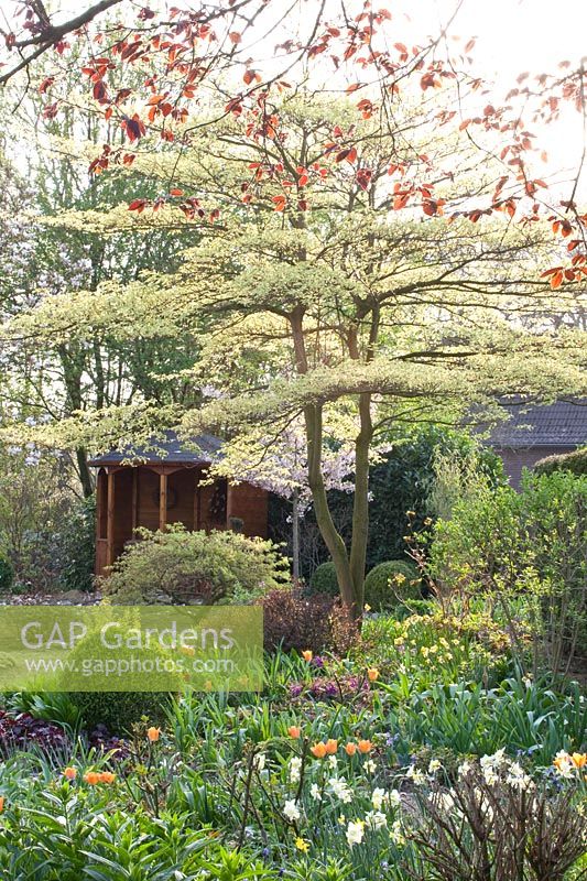 Pagoda dogwood and ornamental cherry, Cornus controversa Variegata, Prunus yedoensis 