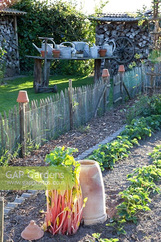 Rhubarb and strawberries, Rheum rhabarbarum, Fragaria 