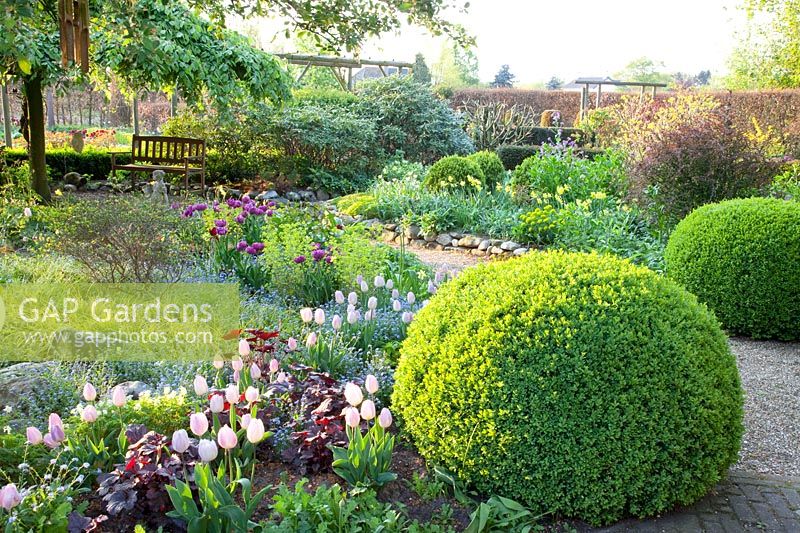 Garden situation with Buxus, Euphorbia, Tulipa Sweet Flag, Betula pendula Tristis, Heuchera Can Can 