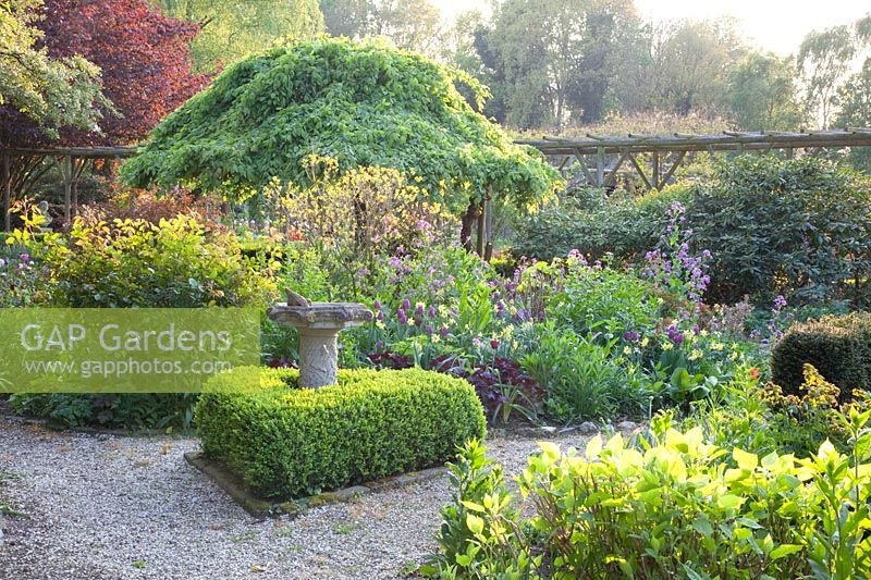 Garden situation with Narcissus WPMillner, Tulipa Negrita, Buxus, Betula pendula Tristis 