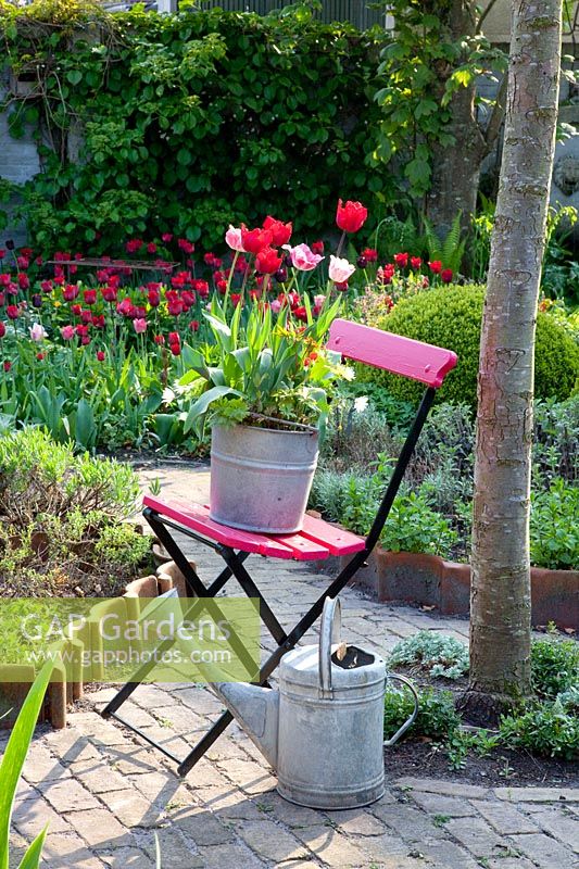 Still life, Tulipa Red Hat 