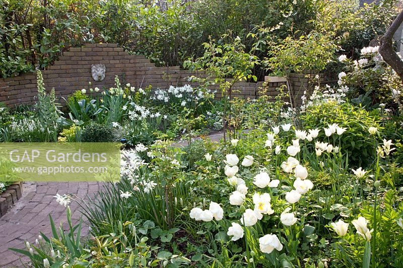 Tulipa White Triumphator,Tulipa Super Parrot, Narcissus Thalia,Fritillaria persica Ivory Bells, 