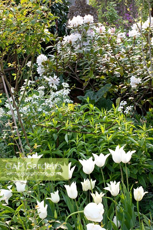 Tulipa White Triumphator,Rhododendron,Lunaria annua Alba 