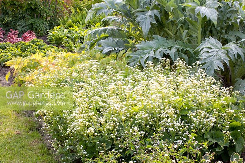 Caucasian forget-me-not and artichoke, Brunnera macrophylla Betty Bowring, Cynara 