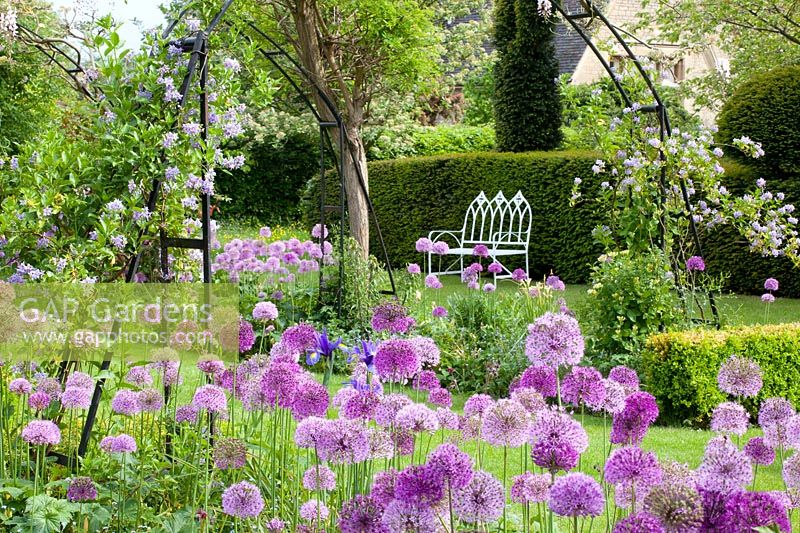 Seating area in the garden with climbing plants and ornamental onions, Solanum crispum Glasnevin, Allium giganteum, Allium Purple Sensation 