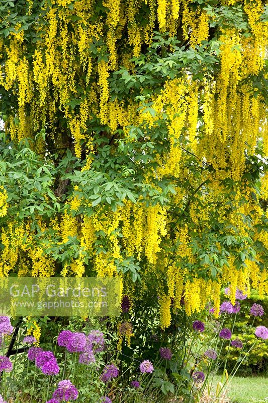 Laburnum,Laburnum,Allium Purple Sensation,Allium giganteum 