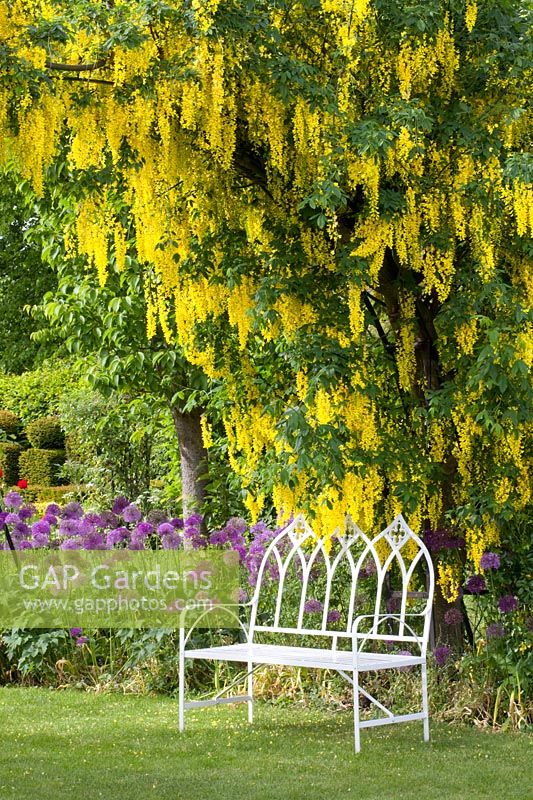 Seating area with laburnum and ornamental onion, Laburnum, Allium Purple Sensation, Allium giganteum 