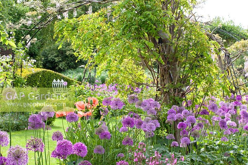 Allium Purple Sensation,Allium giganteum,Papaver orientale,Wisteria sinensis 