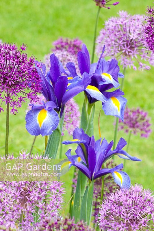 Iris hollandica, Allium 